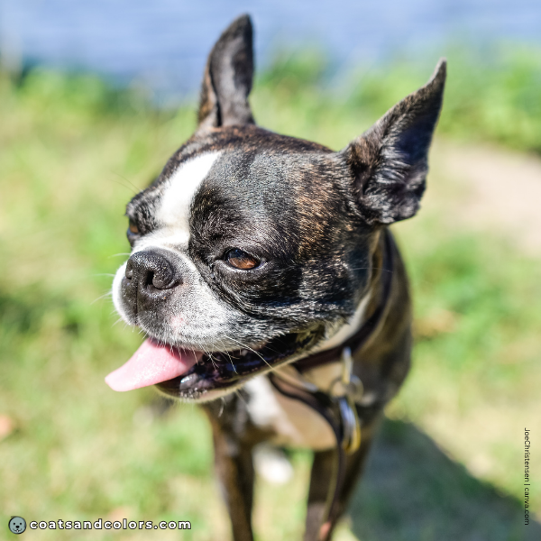 coatsandcolors.com Boston Terrier Colors black mask