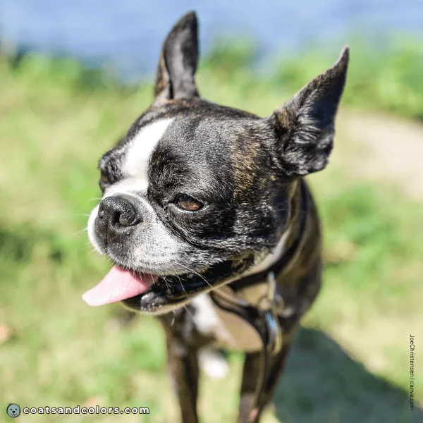 coatsandcolors.com Boston Terrier Colors black mask