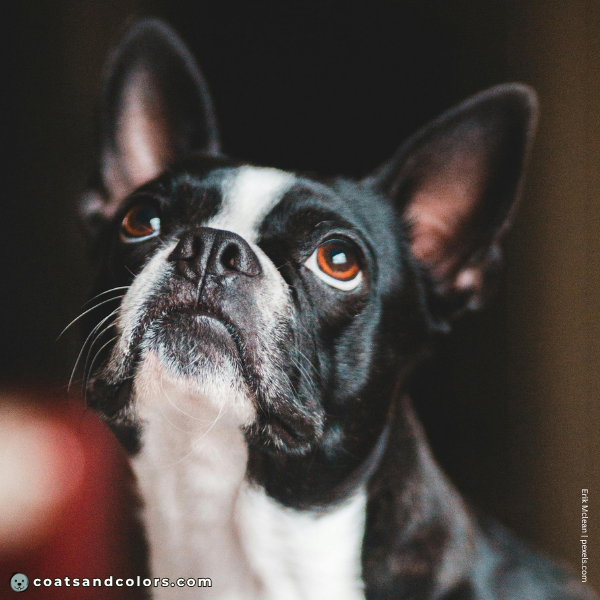 coatsandcolors.com Boston Terrier Colors black nose 3