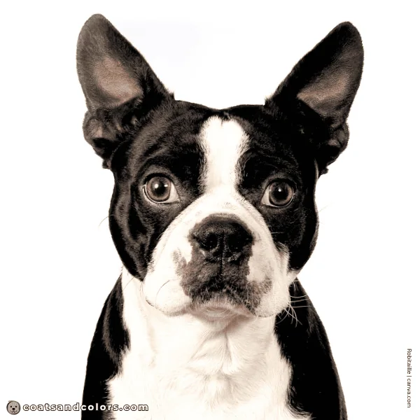 coatsandcolors.com Boston Terrier Colors black nose