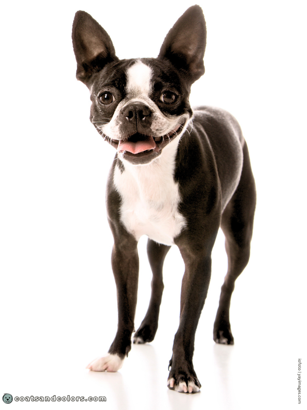 coatsandcolors.com Boston Terrier Colors black white 1