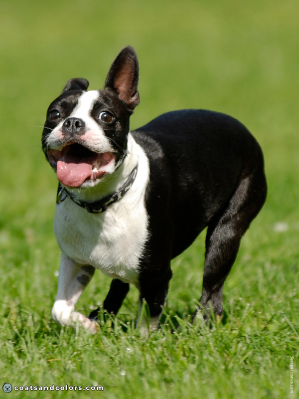 coatsandcolors.com Boston Terrier Colors black white 2