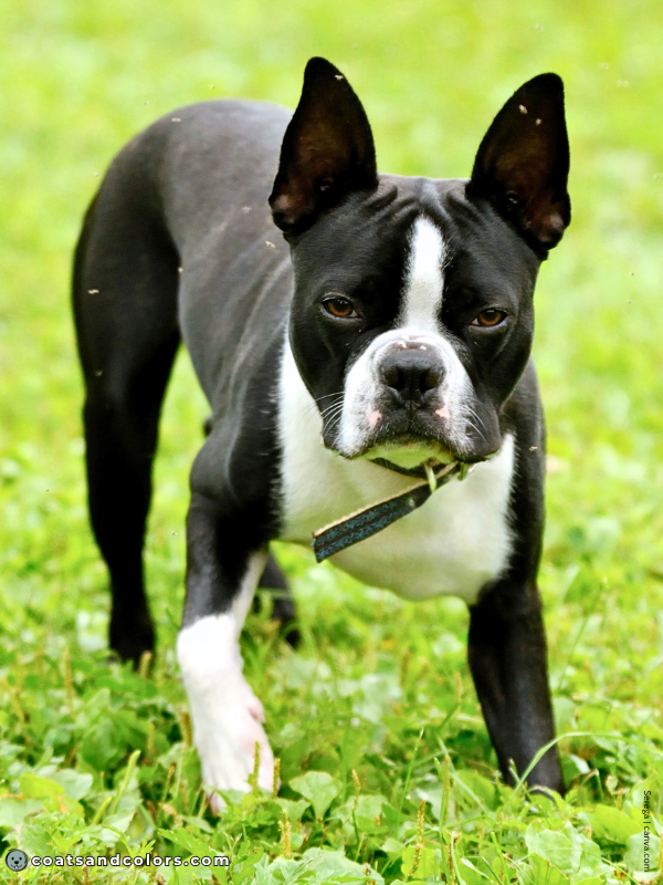 coatsandcolors.com Boston Terrier Colors black white 3