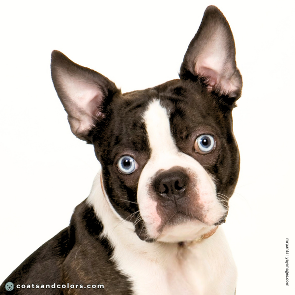 coatsandcolors.com Boston Terrier Colors blue eye 2