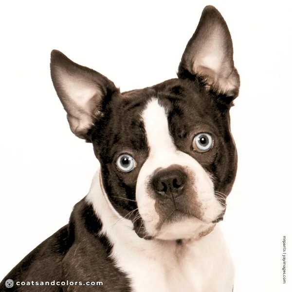 coatsandcolors.com Boston Terrier Colors blue eye 2