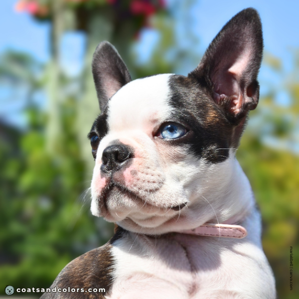 coatsandcolors.com Boston Terrier Colors blue eye