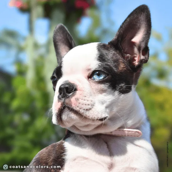 coatsandcolors.com Boston Terrier Colors blue eye