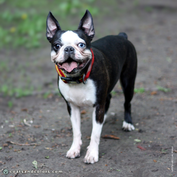 coatsandcolors.com Boston Terrier Colors blue eyes 3