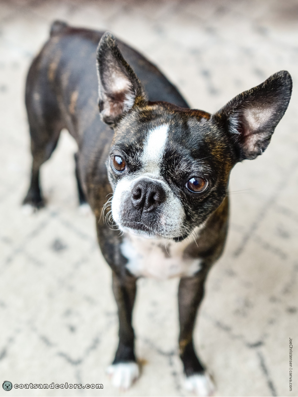 coatsandcolors.com Boston Terrier Colors brindle 3