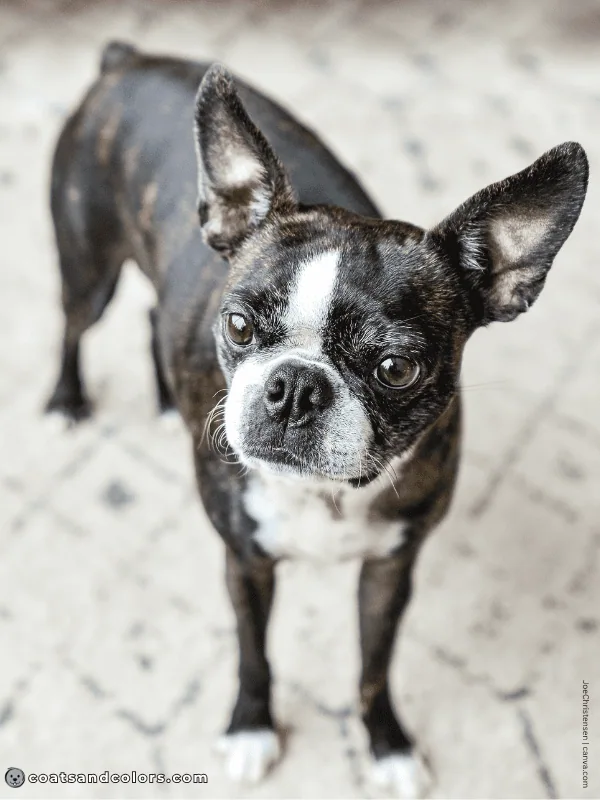 coatsandcolors.com Boston Terrier Colors brindle 3