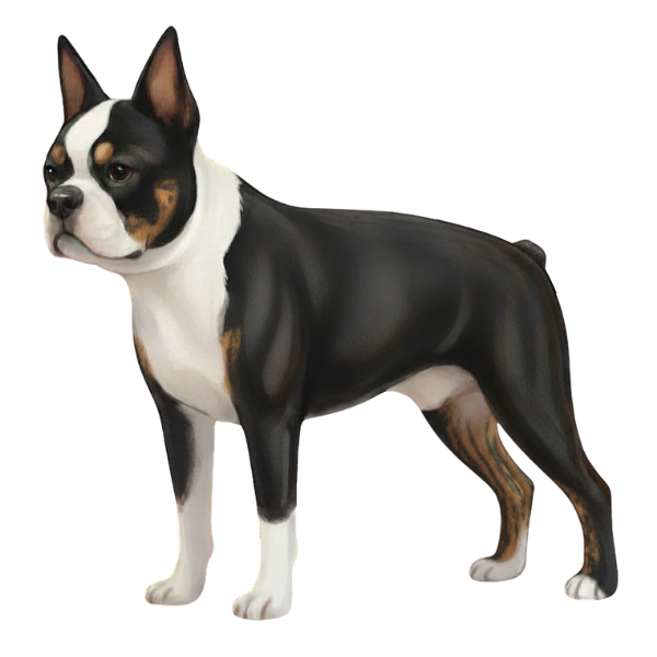 coatsandcolors.com Boston Terrier Colors brindle point