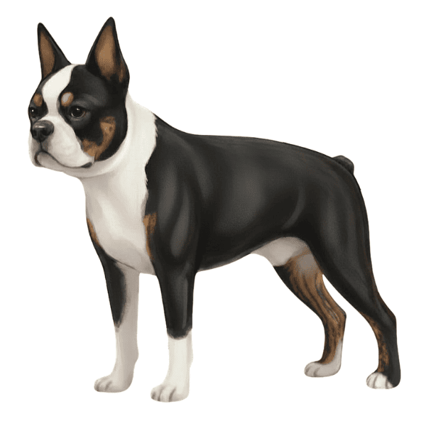 coatsandcolors.com Boston Terrier Colors brindle point