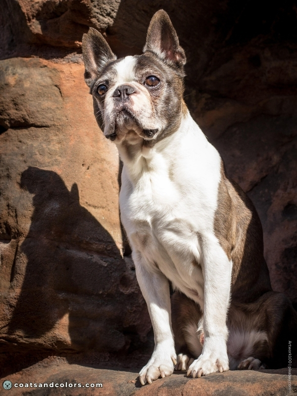 coatsandcolors.com Boston Terrier Colors brindle white 1