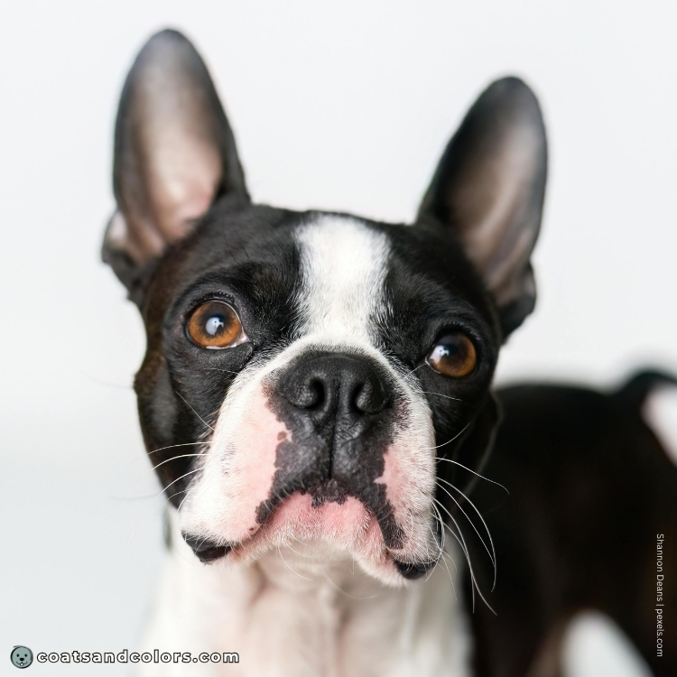coatsandcolors.com Boston Terrier Colors brown eyes 1