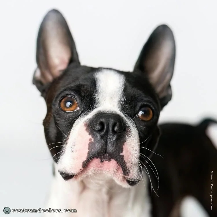 coatsandcolors.com Boston Terrier Colors brown eyes 1