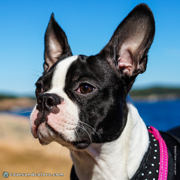 coatsandcolors.com Boston Terrier Colors brown eyes 2b