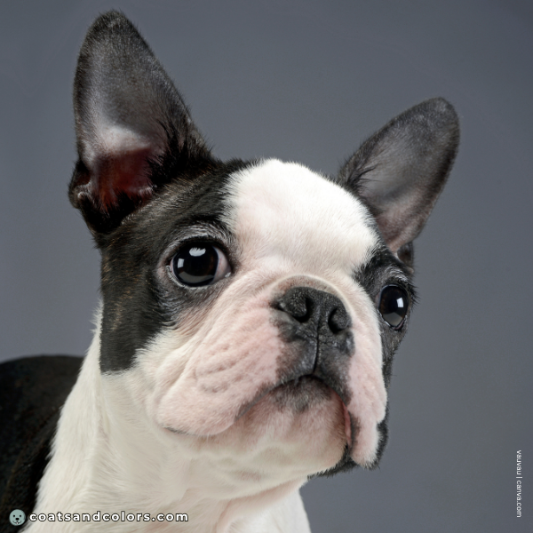 coatsandcolors.com Boston Terrier Colors brown eyes dark