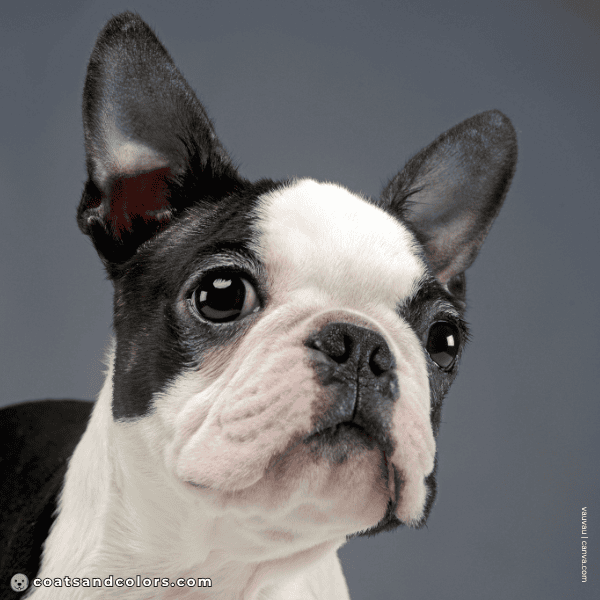 coatsandcolors.com Boston Terrier Colors brown eyes dark