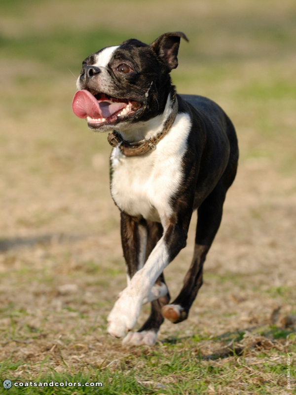 coatsandcolors.com Boston Terrier Colors coat type