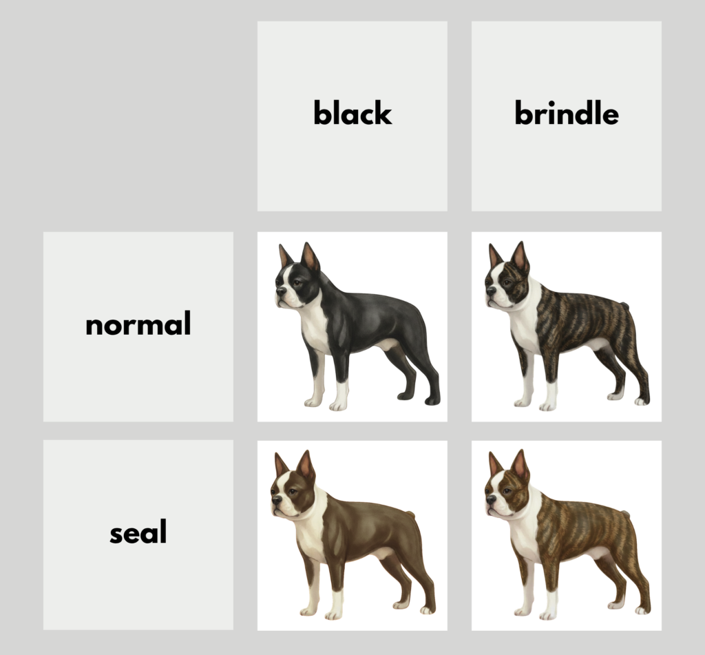 coatsandcolors.com Boston Terrier Colors color chart