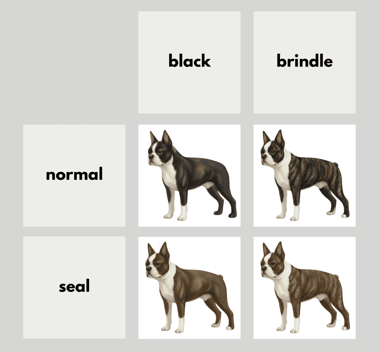 Boston Terrier Colors | Coats and Colors