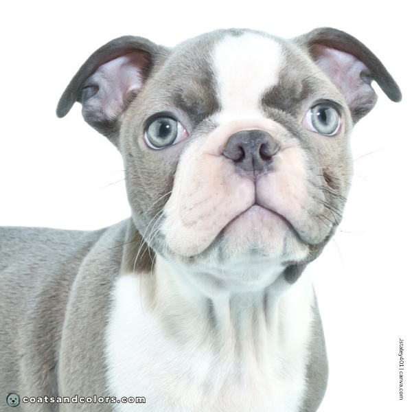 coatsandcolors.com Boston Terrier Colors diluted black