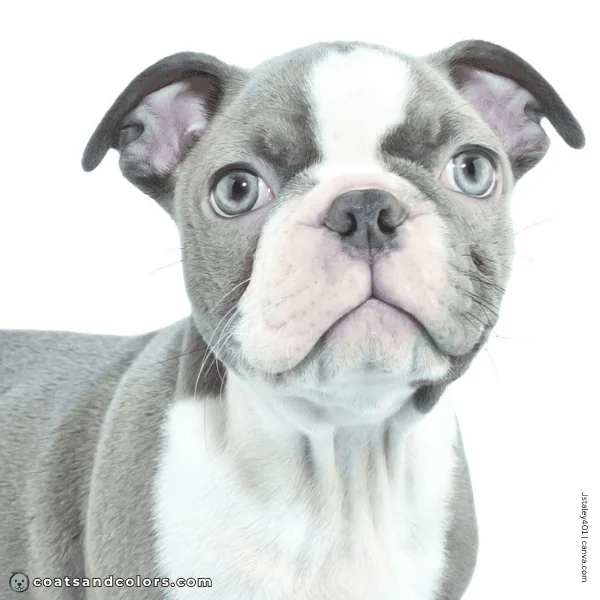 coatsandcolors.com Boston Terrier Colors diluted black