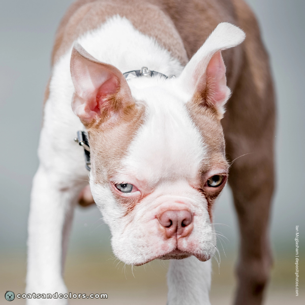 coatsandcolors.com Boston Terrier Colors diluted brown isabella
