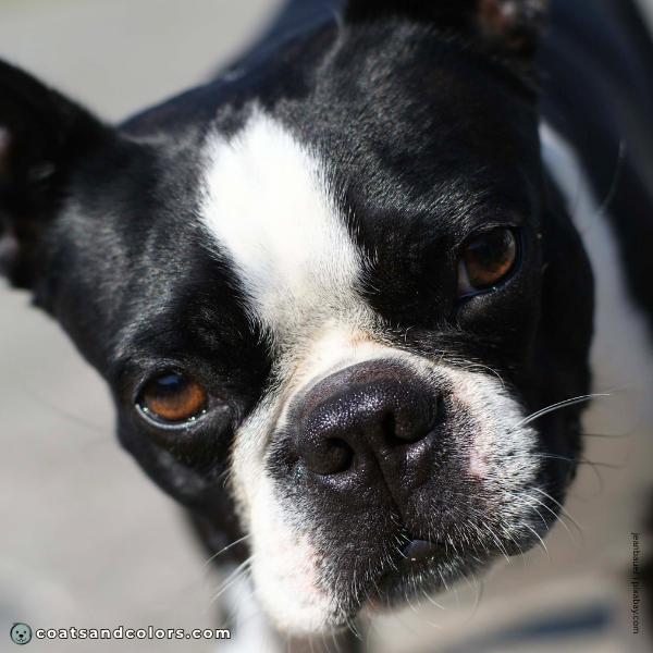 coatsandcolors.com Boston Terrier Colors eyes brown 3