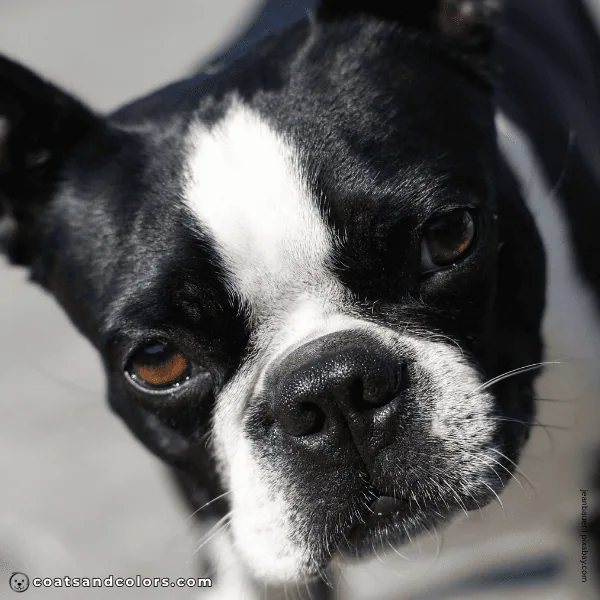 coatsandcolors.com Boston Terrier Colors eyes brown 3