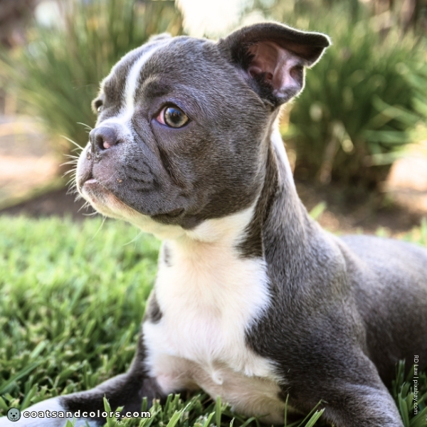 coatsandcolors.com Boston Terrier Colors faulty colors blue puppy