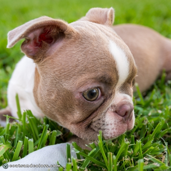 coatsandcolors.com Boston Terrier Colors faulty colors lilac