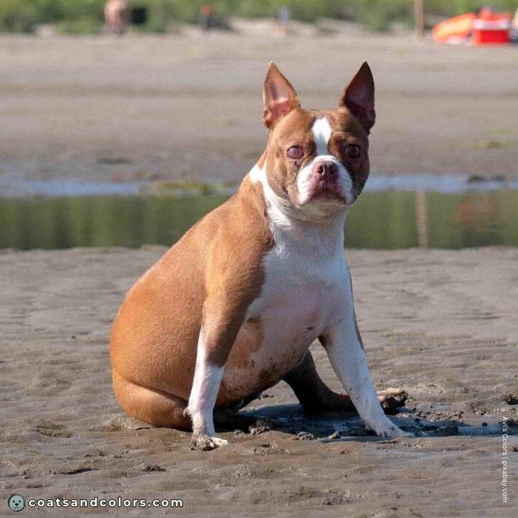 coatsandcolors.com Boston Terrier Colors faulty colors liver brown