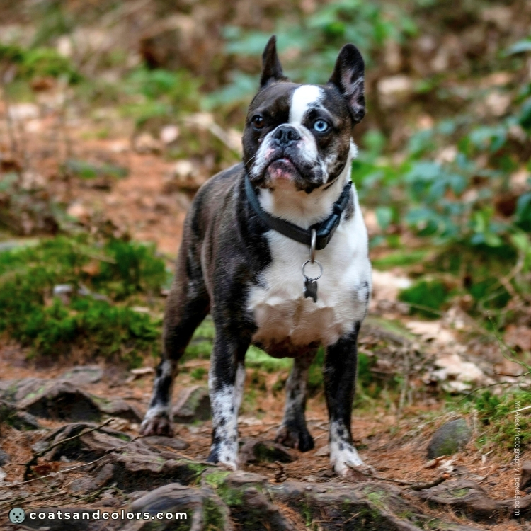 coatsandcolors.com Boston Terrier Colors faulty colors merle