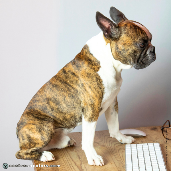 coatsandcolors.com Boston Terrier Colors fawn brindle