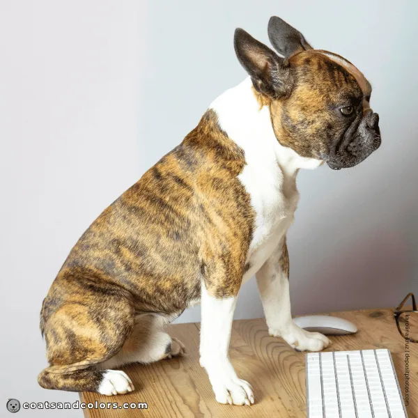 coatsandcolors.com Boston Terrier Colors fawn brindle