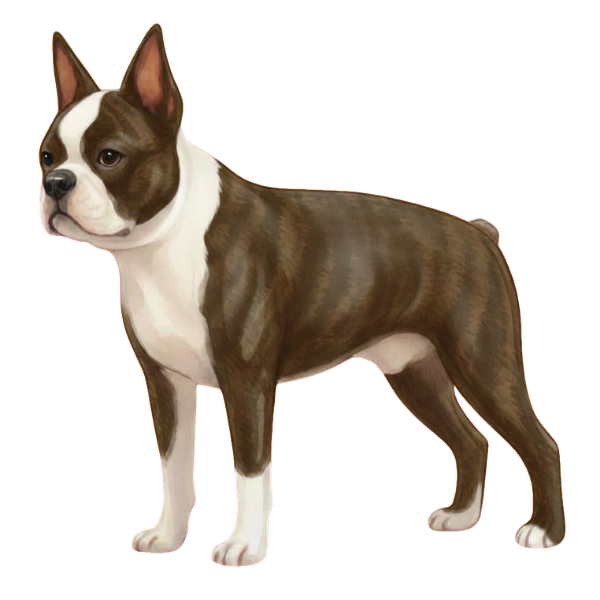 coatsandcolors.com Boston Terrier Colors ghost brindle
