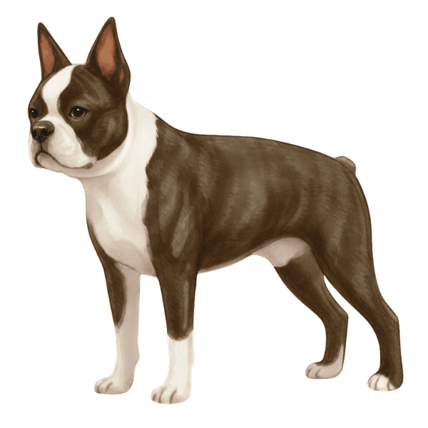 coatsandcolors.com Boston Terrier Colors ghost brindle