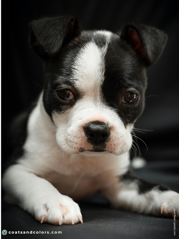 coatsandcolors.com Boston Terrier Colors haggerty spot 1