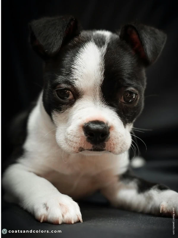 coatsandcolors.com Boston Terrier Colors haggerty spot 1