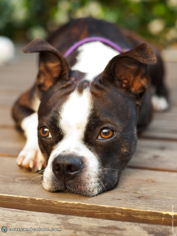 coatsandcolors.com Boston Terrier Colors haggerty spot 2
