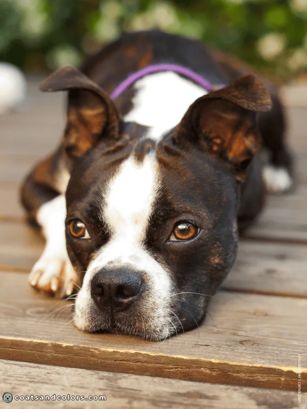 coatsandcolors.com Boston Terrier Colors haggerty spot 2