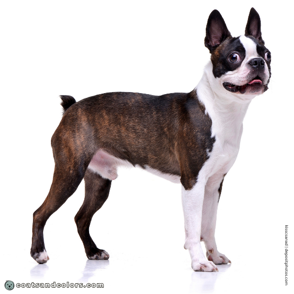 coatsandcolors.com Boston Terrier Colors kbr brindle