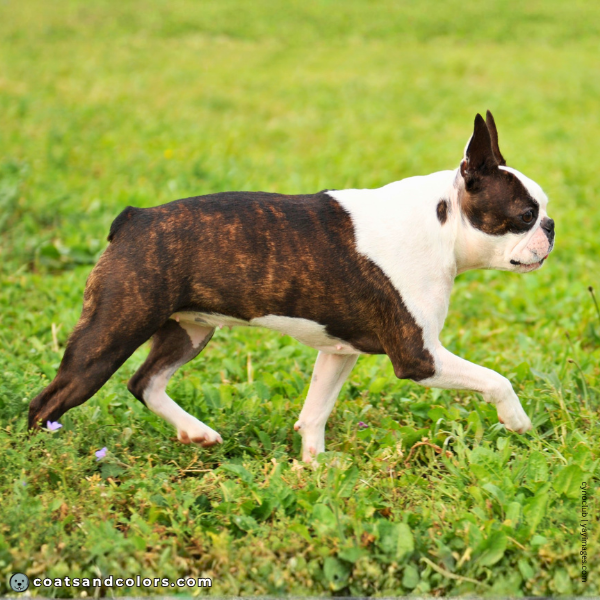 coatsandcolors.com Boston Terrier Colors mahogany red brindle