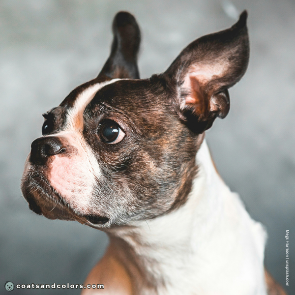 coatsandcolors.com Boston Terrier Colors maskless
