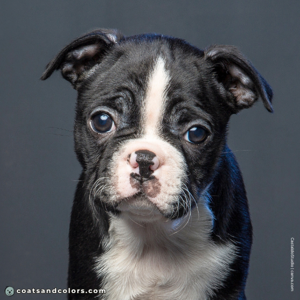 coatsandcolors.com Boston Terrier Colors pink nose puppy