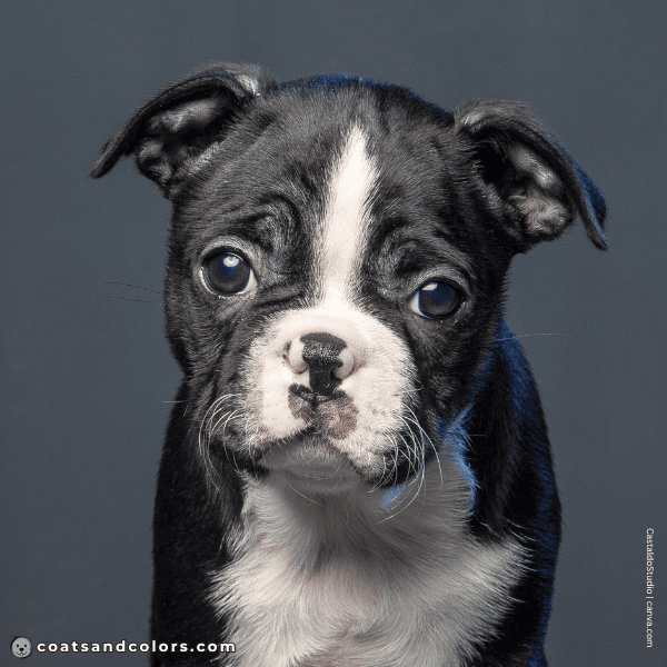 coatsandcolors.com Boston Terrier Colors pink nose puppy