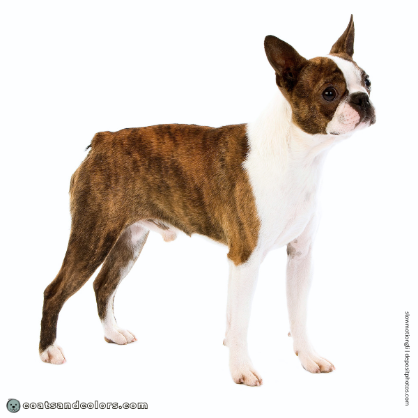 coatsandcolors.com Boston Terrier Colors red fawn