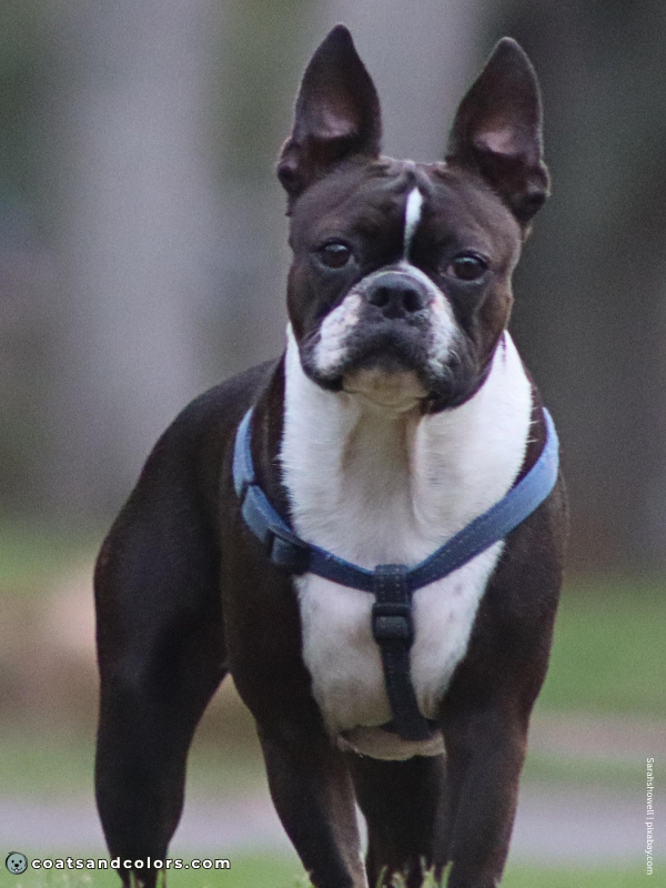 coatsandcolors.com Boston Terrier Colors seal 1