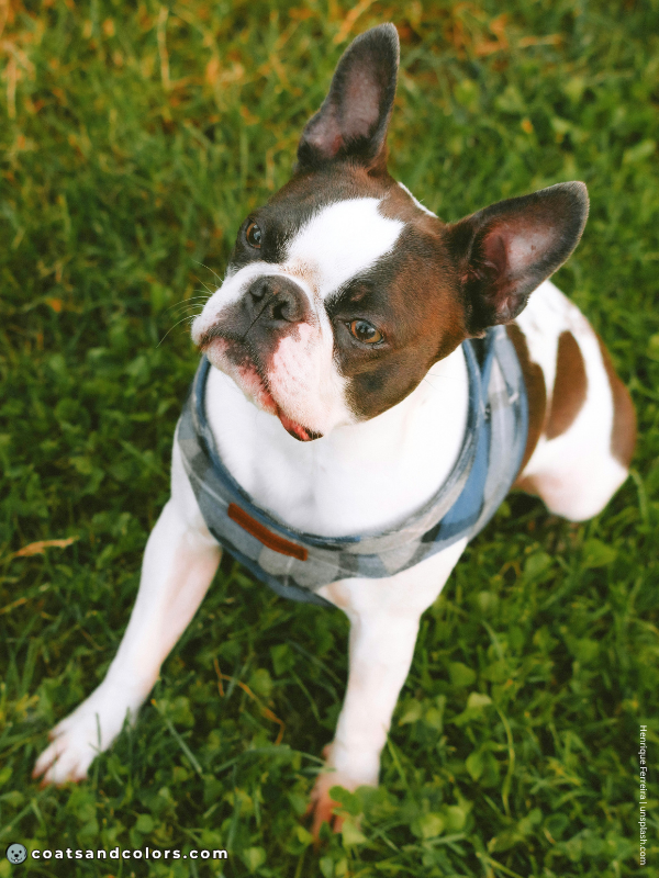 coatsandcolors.com Boston Terrier Colors seal 2